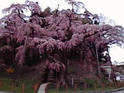 あこにゃんさんの紅枝垂地蔵ザクラの投稿写真1