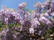食っちゃ寝さんの横須賀市立しょうぶ園のハナショウブの投稿写真1