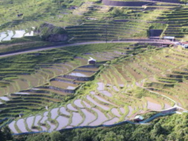 丸山千枚田