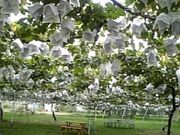 ももちゃんさんのヤマホンそりまち農園の投稿写真1