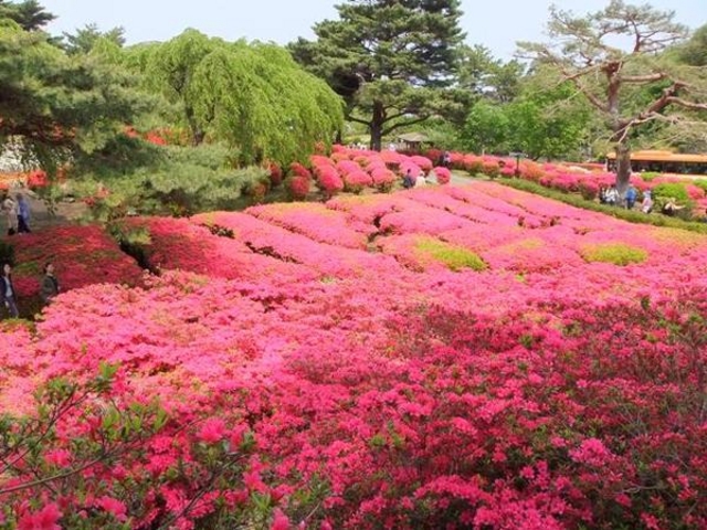小室山公園のつつじ