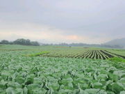 まーさんの高原キャベツ畑の投稿写真1