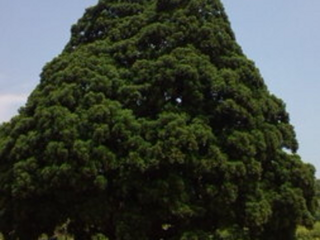 小杉の大杉(トトロの木)