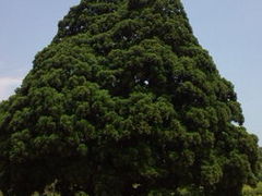 なーさんさんの小杉の大杉(トトロの木)への投稿写真1