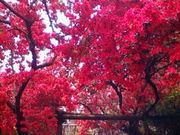 リコさんのつつじが岡公園のツツジの投稿写真1