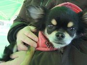 b-tさんのつくばわんわんランドの投稿写真1