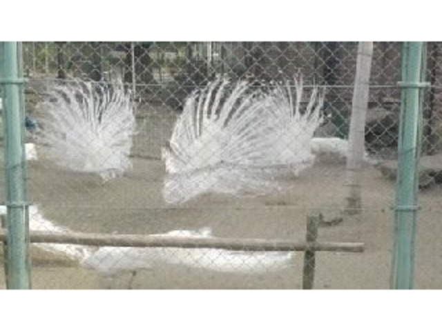 熊本市動植物園