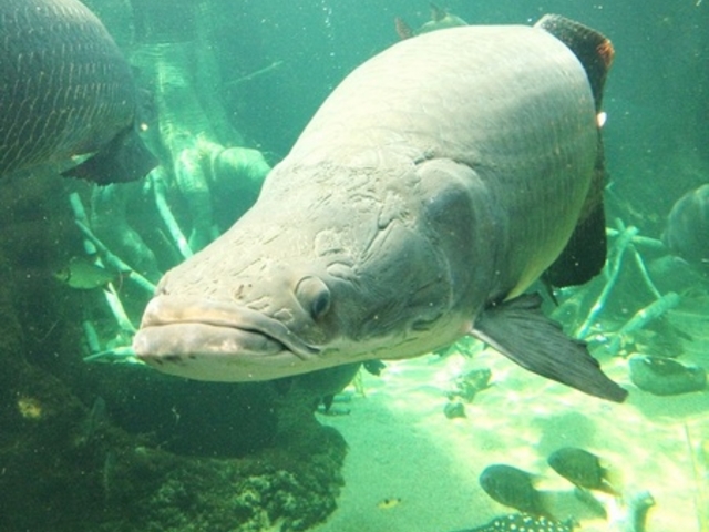 栃木県なかがわ水遊園