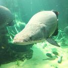 マルルさんの栃木県なかがわ水遊園の投稿写真1