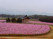 かるとんさんの西都原古墳群の投稿写真1