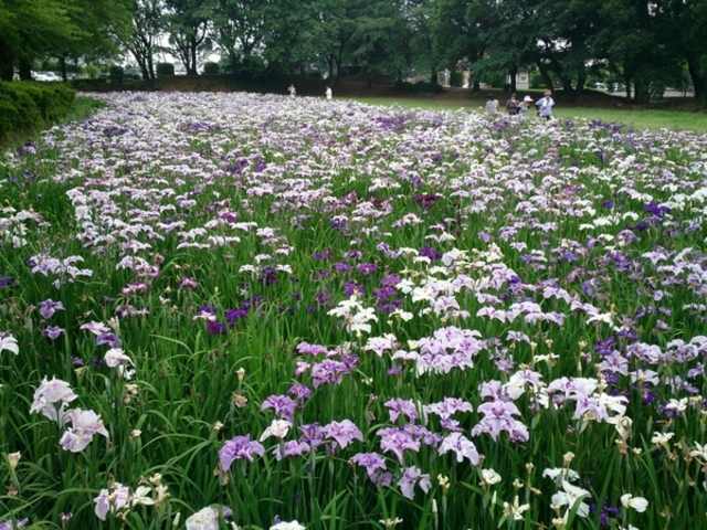 赤堀花しょうぶ園