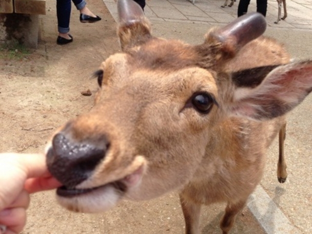 奈良公園