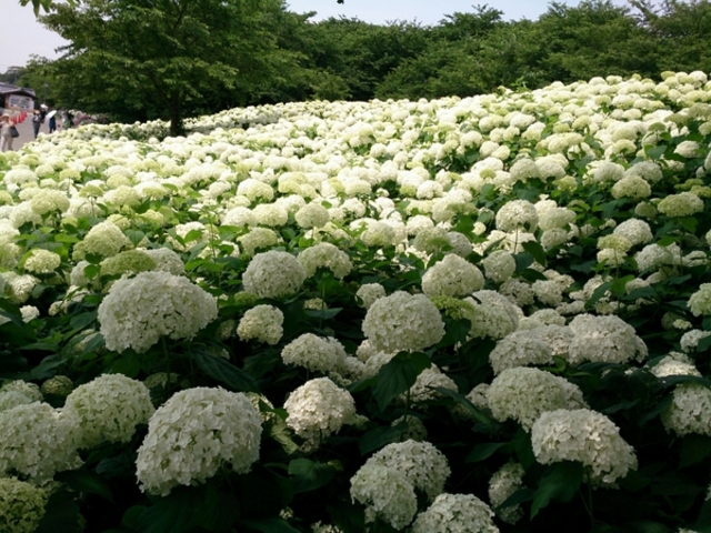 権現堂堤のあじさい