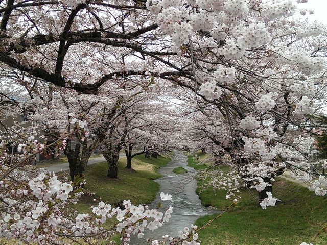 観音寺川の桜