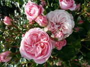 ビビさんのよしうみバラ公園の投稿写真2