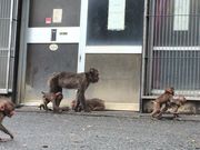 milk7さんの波勝崎モンキーベイの投稿写真4