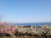 けいさんの綾部山梅林の投稿写真1