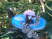 ユッケさんの伊丹市昆虫館の投稿写真1