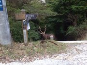 ユッケさんの妙見山の投稿写真3