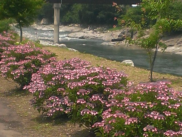 のりさんの下長瀬アジサイ公園の投稿写真1