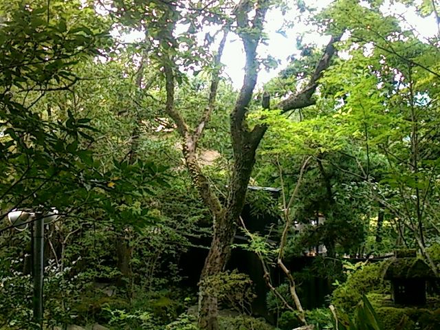 どこの露天風呂からも由布岳が見えます!湯布院に来たら必ず立ち寄ります!おすすめです。_山のホテル 夢想園