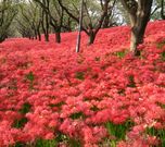 ムクさんの権現堂堤の桜の投稿写真1