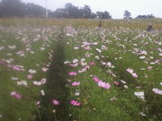 まりりんさんのモヤヒルズの投稿写真1