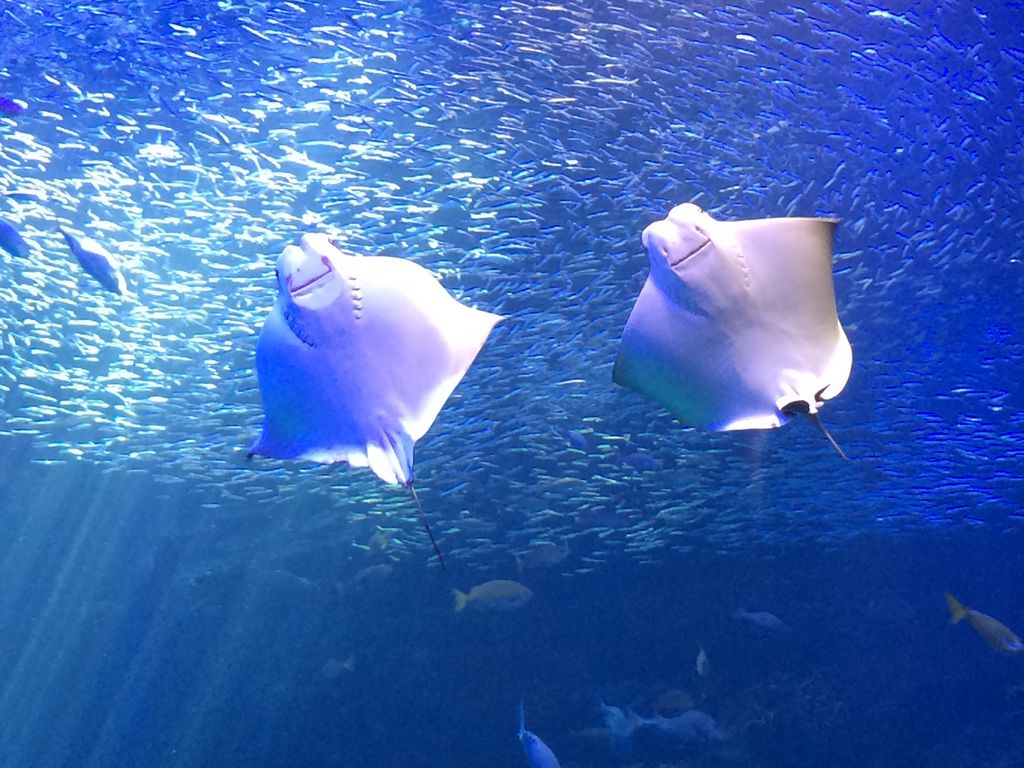 京都水族館