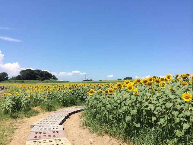 ひまわり_ひまわりの丘