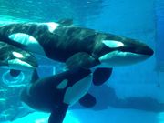 みぷさんの名古屋港水族館の投稿写真1