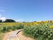 あかさんのひまわりの丘の投稿写真2