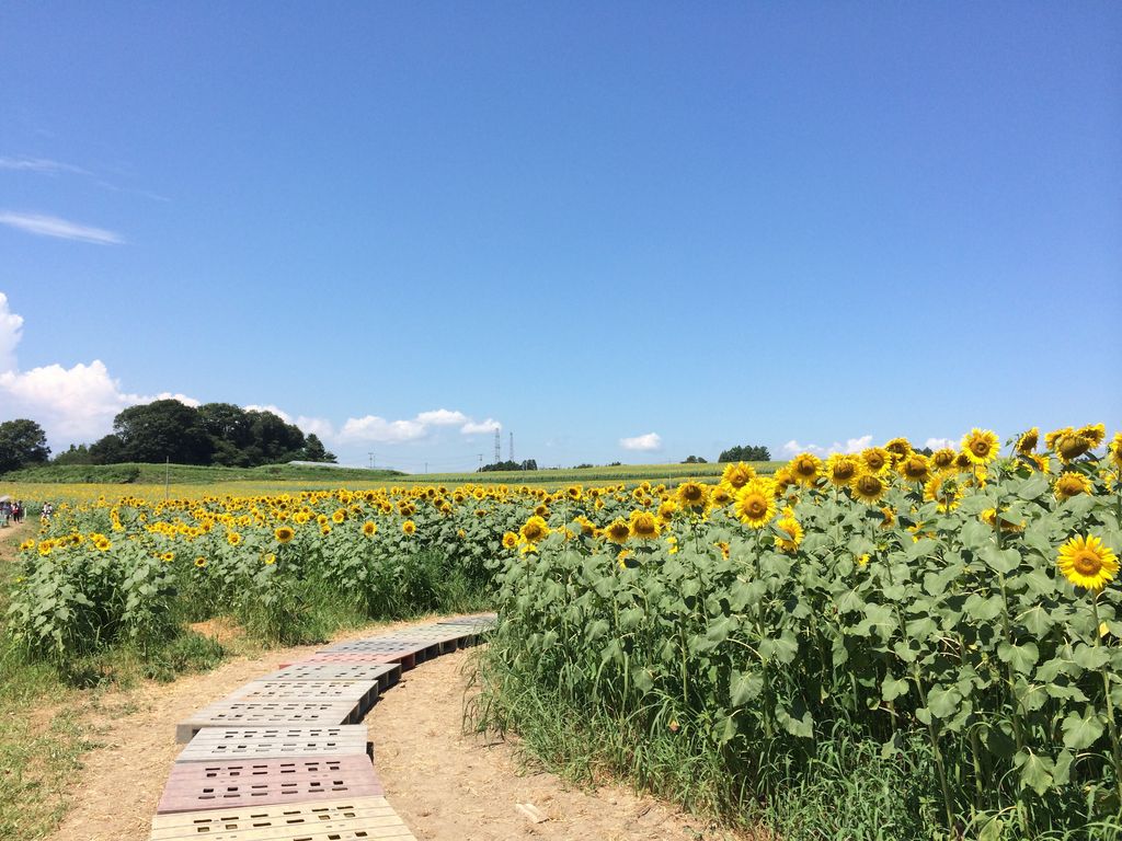 三本木ひまわりの丘