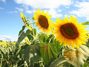 もんぱんさんのハイジの村 クララ館の投稿写真1