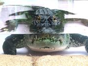 あやさんの熱川バナナワニ園の投稿写真1