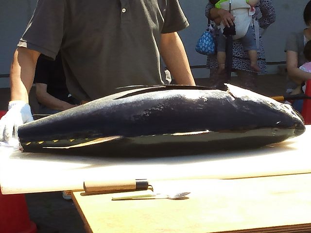 解体ショーで解体前のマグロです。_ウオッセ21水産物即売センター