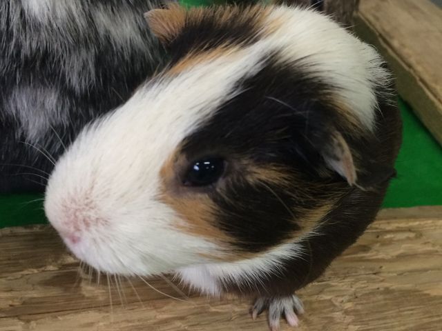 可愛い(^-^)_阿蘇ファームランド