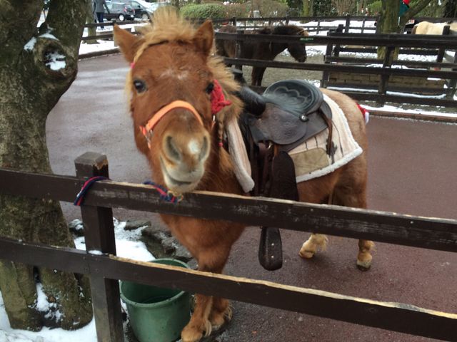 九州自然動物公園アフリカンサファリ