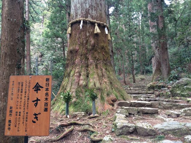 国指定天然記念物『傘杉』_鳳来寺