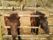 バルさんさんの開聞山麓自然公園の投稿写真1
