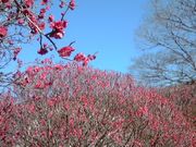 まー君さんの足立森林公園の投稿写真1