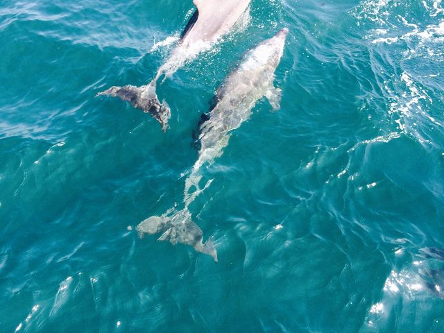 イルカが間近に見れます!
天気にも恵まれたくさんのイルカが見れました〓_イルカウォッチング(道の駅 天草市イルカセンター)