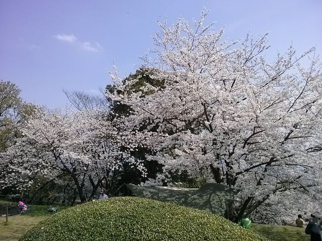 さきほこっています_朝日山公園