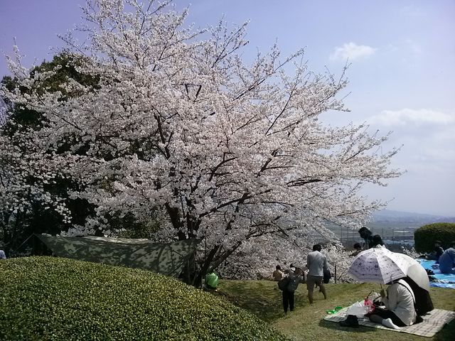 くつろいでいます_朝日山公園