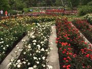 まさやんさんの浜寺公園ばら庭園の投稿写真1