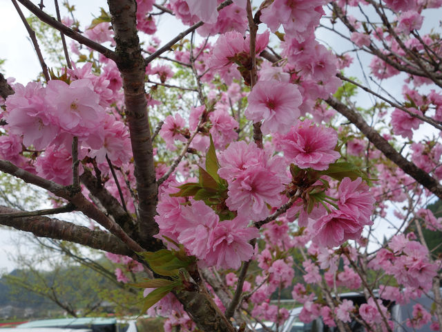 高森峠の千本桜