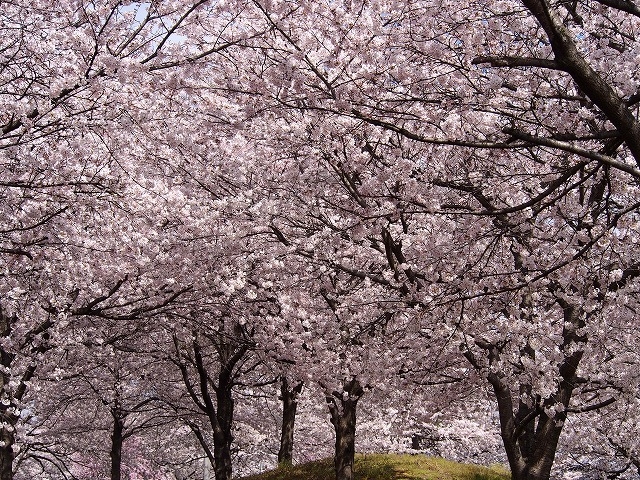 こけしさんの境町ふれあいの里公園の投稿写真1