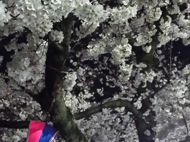 柏尾川堤の桜