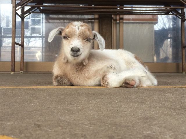 生まれたての子ヤギ_くじゅう自然動物園