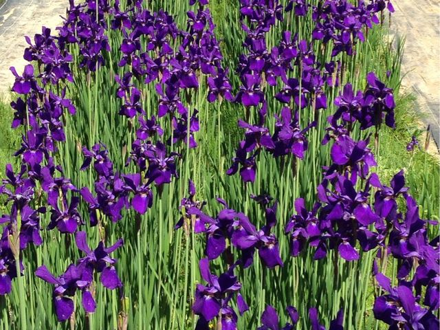 なるさんの作楽神社の投稿写真1