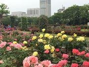 えっちゃんさんのヴェルニー公園の投稿写真1